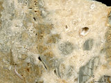 中文名:板狀珊瑚粘結灰岩 (NMNS000783-F033252)英文名:Platy Coral Boundstone(NMNS000783-F033252)