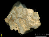 中文名:板狀珊瑚粘結灰岩 (NMNS000783-F033252)英文名:Platy Coral Boundstone(NMNS000783-F033252)