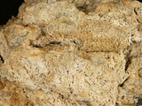 中文名:板狀珊瑚粘結灰岩 (NMNS000783-F033252)英文名:Platy Coral Boundstone(NMNS000783-F033252)