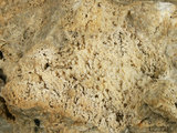 中文名:板狀珊瑚粘結灰岩 (NMNS000783-F033252)英文名:Platy Coral Boundstone(NMNS000783-F033252)