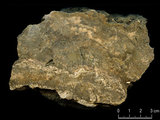 中文名:板狀珊瑚粘結灰岩 (NMNS000783-F033271)英文名:Platy Coral Boundstone(NMNS000783-F033271)