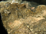 中文名:板狀珊瑚粘結灰岩 (NMNS000783-F033271)英文名:Platy Coral Boundstone(NMNS000783-F033271)