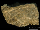 中文名:板狀珊瑚粘結灰岩 (NMNS000783-F033271)英文名:Platy Coral Boundstone(NMNS000783-F033271)