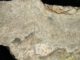 中文名:板狀珊瑚粘結灰岩 (NMNS000783-F033280)英文名:Platy Coral Boundstone(NMNS000783-F033280)