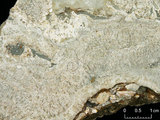 中文名:板狀珊瑚粘結灰岩 (NMNS000783-F033280)英文名:Platy Coral Boundstone(NMNS000783-F033280)