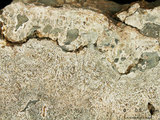 中文名:板狀珊瑚粘結灰岩 (NMNS000783-F033280)英文名:Platy Coral Boundstone(NMNS000783-F033280)