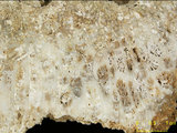 中文名:板狀珊瑚粘結灰岩 (NMNS000962-F034563)英文名:Platy Coral Boundstone(NMNS000962-F034563)