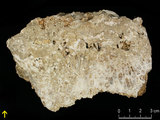 中文名:板狀珊瑚粘結灰岩 (NMNS000962-F034563)英文名:Platy Coral Boundstone(NMNS000962-F034563)