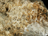 中文名:板狀珊瑚粘結灰岩 (NMNS000962-F034563)英文名:Platy Coral Boundstone(NMNS000962-F034563)