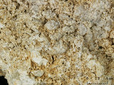 中文名:板狀珊瑚粘結灰岩 (NMNS000962-F034563)英文名:Platy Coral Boundstone(NMNS000962-F034563)