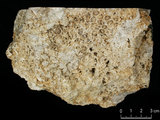 中文名:板狀珊瑚粘結灰岩 (NMNS000962-F034563)英文名:Platy Coral Boundstone(NMNS000962-F034563)