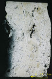 中文名:板狀珊瑚粘結灰岩 (NMNS000962-F034564)英文名:Platy Coral Boundstone(NMNS000962-F034564)