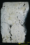 中文名:板狀珊瑚粘結灰岩 (NMNS000962-F034564)英文名:Platy Coral Boundstone(NMNS000962-F034564)