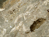 中文名:板狀珊瑚粘結灰岩 (NMNS000962-F034565)英文名:Platy Coral Boundstone(NMNS000962-F034565)