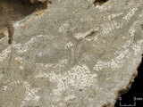 中文名:板狀珊瑚粘結灰岩 (NMNS000962-F034565)英文名:Platy Coral Boundstone(NMNS000962-F034565)