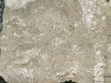 中文名:板狀珊瑚粘結灰岩 (NMNS000962-F034565)英文名:Platy Coral Boundstone(NMNS000962-F034565)