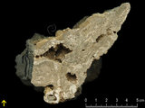 中文名:板狀珊瑚粘結灰岩 (NMNS000962-F034565)英文名:Platy Coral Boundstone(NMNS000962-F034565)