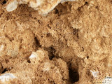 中文名:板狀珊瑚粘結灰岩 (NMNS000962-F034565)英文名:Platy Coral Boundstone(NMNS000962-F034565)