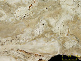 中文名:板狀珊瑚粘結灰岩 (NMNS000962-F034575)英文名:Platy Coral Boundstone(NMNS000962-F034575)