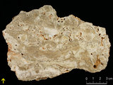 中文名:板狀珊瑚粘結灰岩 (NMNS000962-F034575)英文名:Platy Coral Boundstone(NMNS000962-F034575)