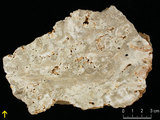 中文名:板狀珊瑚粘結灰岩 (NMNS000962-F034575)英文名:Platy Coral Boundstone(NMNS000962-F034575)