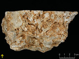 中文名:板狀珊瑚粘結灰岩 (NMNS000962-F034575)英文名:Platy Coral Boundstone(NMNS000962-F034575)