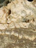 中文名:板狀珊瑚粘結灰岩 (NMNS000962-F034594)英文名:Platy Coral Boundstone(NMNS000962-F034594)