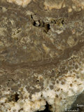 中文名:板狀珊瑚粘結灰岩 (NMNS000962-F034594)英文名:Platy Coral Boundstone(NMNS000962-F034594)