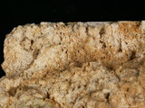 中文名:板狀珊瑚粘結灰岩 (NMNS000962-F034594)英文名:Platy Coral Boundstone(NMNS000962-F034594)