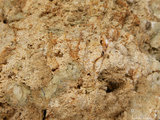 中文名:板狀珊瑚粘結灰岩 (NMNS000962-F034594)英文名:Platy Coral Boundstone(NMNS000962-F034594)