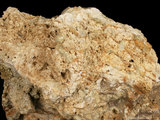 中文名:板狀珊瑚粘結灰岩 (NMNS000962-F034594)英文名:Platy Coral Boundstone(NMNS000962-F034594)