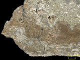 中文名:板狀珊瑚粘結灰岩 (NMNS000962-F034601)英文名:Platy Coral Boundstone(NMNS000962-F034601)