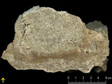 中文名:板狀珊瑚粘結灰岩 (NMNS000962-F034601)英文名:Platy Coral Boundstone(NMNS000962-F034601)