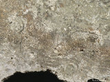 中文名:板狀珊瑚粘結灰岩 (NMNS000962-F034601)英文名:Platy Coral Boundstone(NMNS000962-F034601)