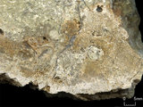 中文名:板狀珊瑚粘結灰岩 (NMNS000962-F034601)英文名:Platy Coral Boundstone(NMNS000962-F034601)