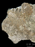 中文名:板狀珊瑚粘結灰岩 (NMNS000962-F034601)英文名:Platy Coral Boundstone(NMNS000962-F034601)