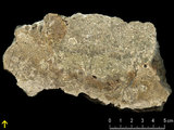 中文名:板狀珊瑚粘結灰岩 (NMNS000962-F034601)英文名:Platy Coral Boundstone(NMNS000962-F034601)