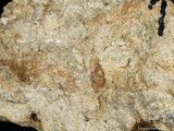 中文名:板狀珊瑚粘結灰岩 (NMNS000962-F034601)英文名:Platy Coral Boundstone(NMNS000962-F034601)