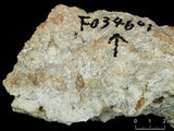 中文名:板狀珊瑚粘結灰岩 (NMNS000962-F034601)英文名:Platy Coral Boundstone(NMNS000962-F034601)