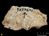 中文名:板狀珊瑚粘結灰岩 (NMNS000962-F034601)英文名:Platy Coral Boundstone(NMNS000962-F034601)