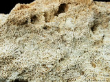 中文名:板狀珊瑚粘結灰岩 (NMNS000962-F034601)英文名:Platy Coral Boundstone(NMNS000962-F034601)