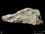 中文名:板狀珊瑚粘結灰岩 (NMNS000962-F034601)英文名:Platy Coral Boundstone(NMNS000962-F034601)