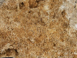 中文名:板狀珊瑚粘結灰岩 (NMNS000962-F034601)英文名:Platy Coral Boundstone(NMNS000962-F034601)