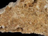 中文名:板狀珊瑚粘結灰岩 (NMNS000962-F034601)英文名:Platy Coral Boundstone(NMNS000962-F034601)