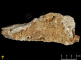 中文名:板狀珊瑚粘結灰岩 (NMNS000962-F034601)英文名:Platy Coral Boundstone(NMNS000962-F034601)