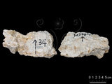 中文名:板狀珊瑚粘結灰岩 (NMNS000962-F034601)英文名:Platy Coral Boundstone(NMNS000962-F034601)