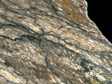 中文名:板狀珊瑚粘結灰岩 (NMNS004002-F037544)英文名:Platy Coral Boundstone(NMNS004002-F037544)