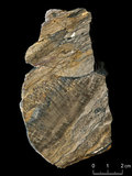 中文名:板狀珊瑚粘結灰岩 (NMNS004002-F037544)英文名:Platy Coral Boundstone(NMNS004002-F037544)
