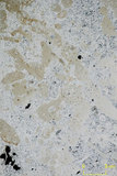 中文名:珊瑚藻-珊瑚粘結灰岩 (NMNS000566-F031654)英文名:Corallines-Coral Boundstone(NMNS000566-F031654)