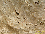 中文名:珊瑚藻-珊瑚粘結灰岩 (NMNS000566-F031654)英文名:Corallines-Coral Boundstone(NMNS000566-F031654)